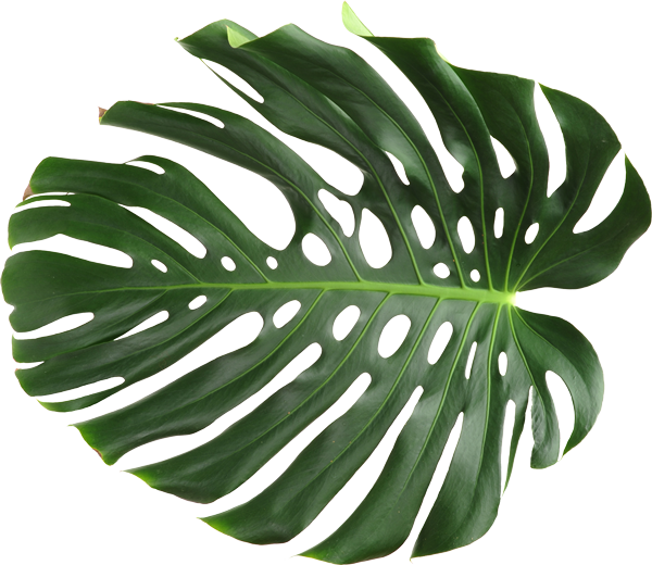 Back - Monstera Deliciosa (600x520), Png Download