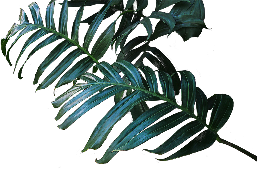 We Are Canada's Largest And Most Trusted Replica Botanical - Pond Pine (900x609), Png Download