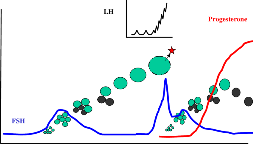 Cartoon Of Plasma Fsh, Lh, And Progesterone Concentrations - Lh Fsh Cartoon (850x484), Png Download
