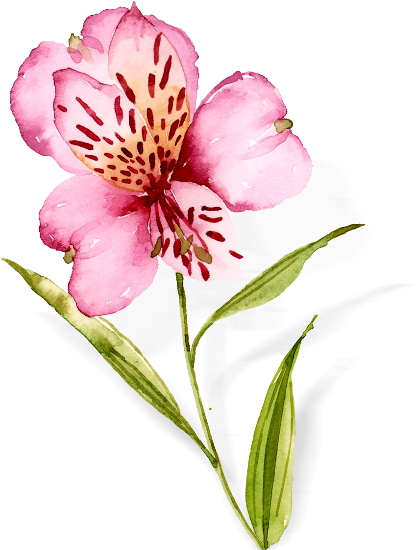Watercolor Flowers Hand Drawn Orchids Png And Psd - Peruvian Lily (1181x1181), Png Download