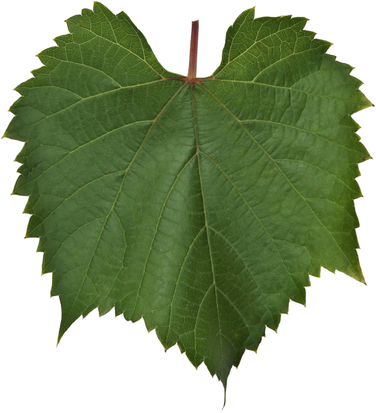 Vine Leaf - Maple Leaf (866x650), Png Download