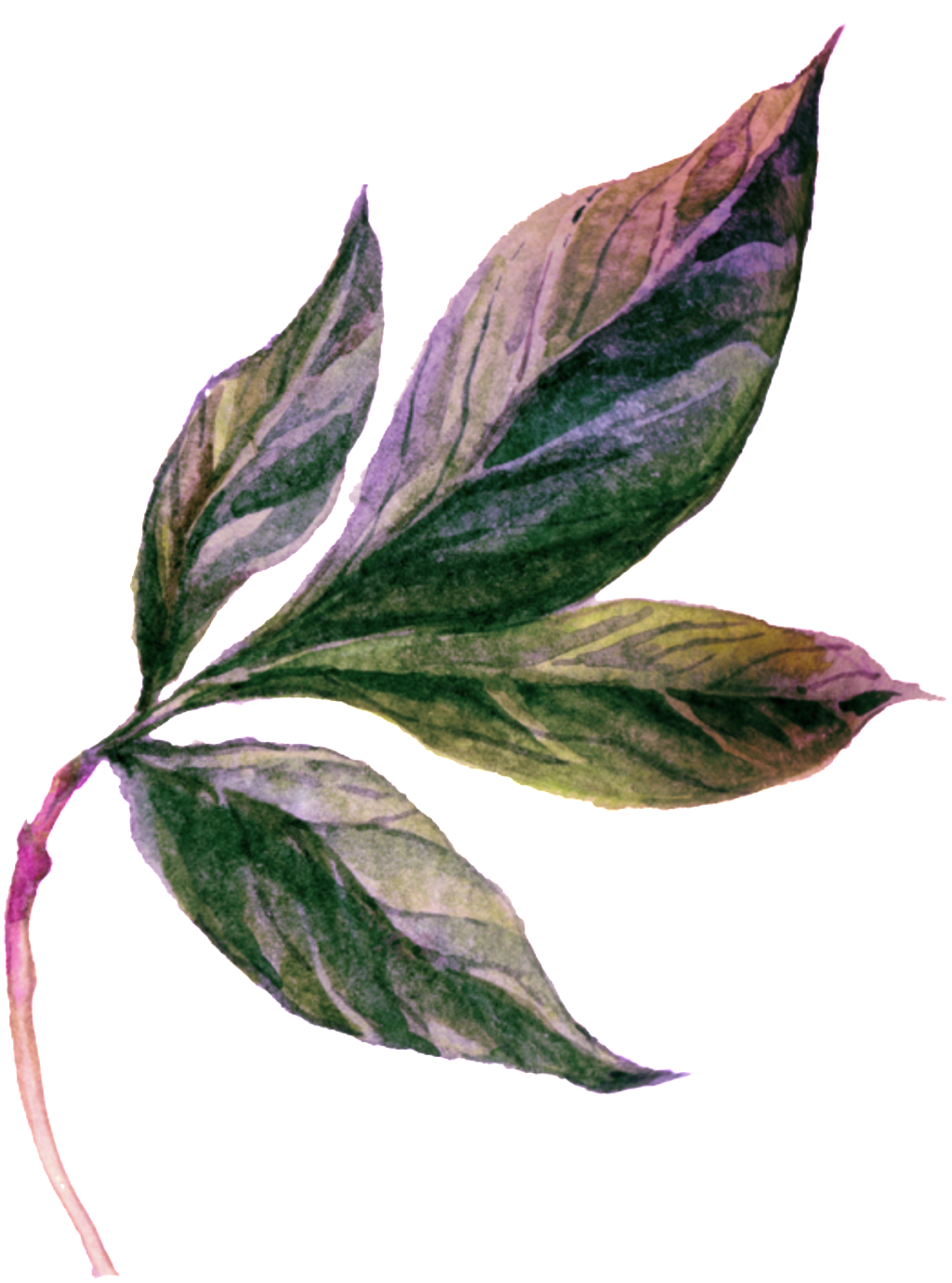 Cartoon Leaf Vector - Lobelia (1024x1380), Png Download