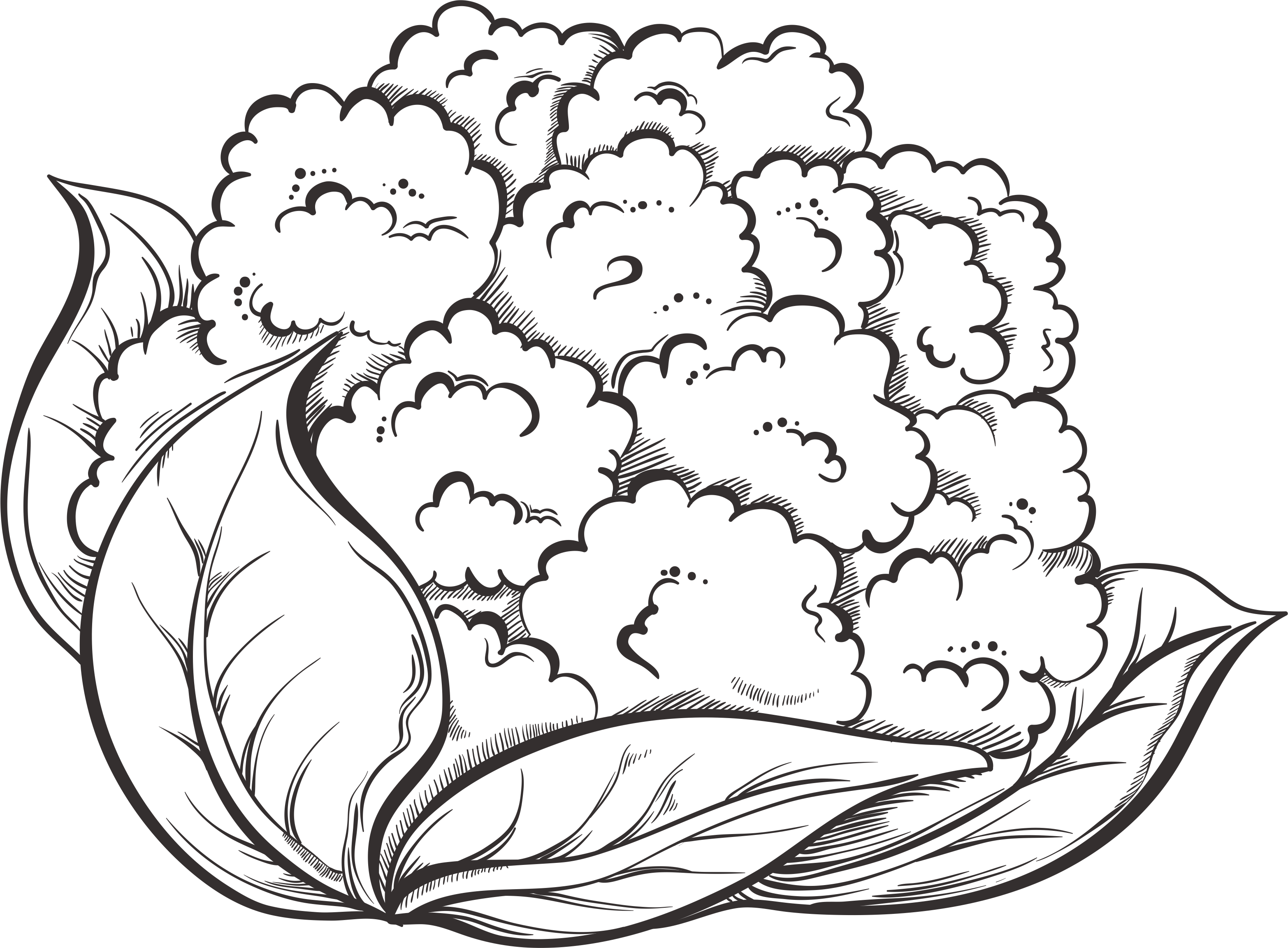 Cauliflower Drawing Dot - Cauliflower Drawing (3131x2305), Png Download
