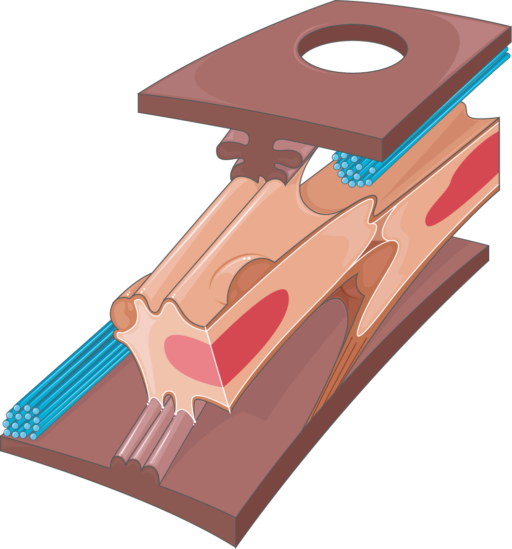 Download The Image - Plywood (1036x1110), Png Download