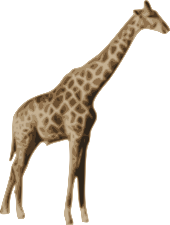 All Photo Png Clipart - National Geographic Tv Channel (565x750), Png Download