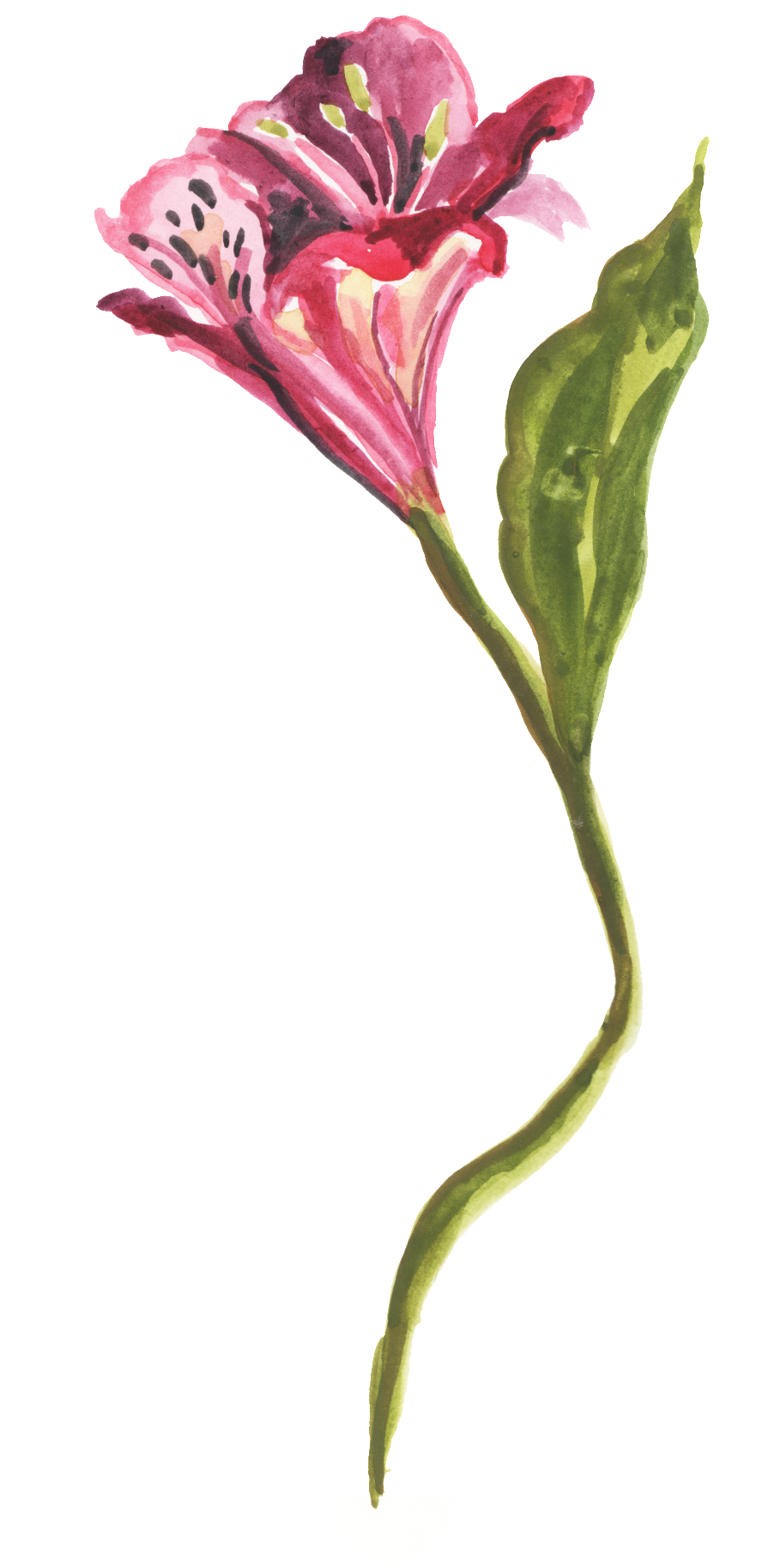 Black Yellow Flower Transparent Decorative - Lily (1024x1831), Png Download