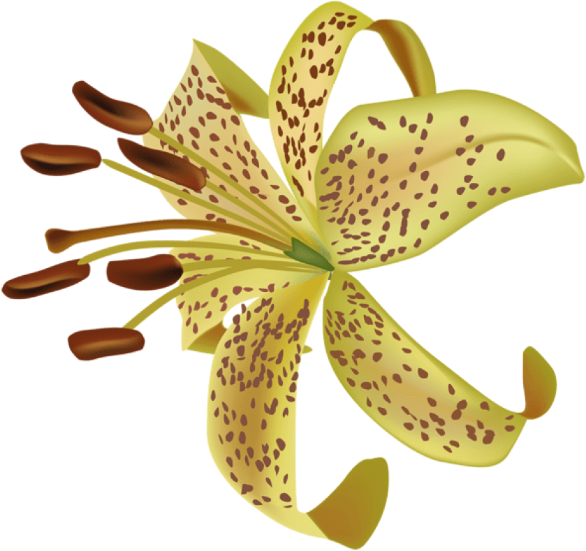 Free Png Download Exotic Flower Transparent Png Images - Flower Exotic Png (850x797), Png Download