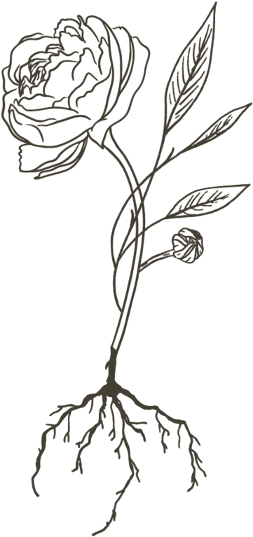 F L O U R I S H - Rose (425x800), Png Download