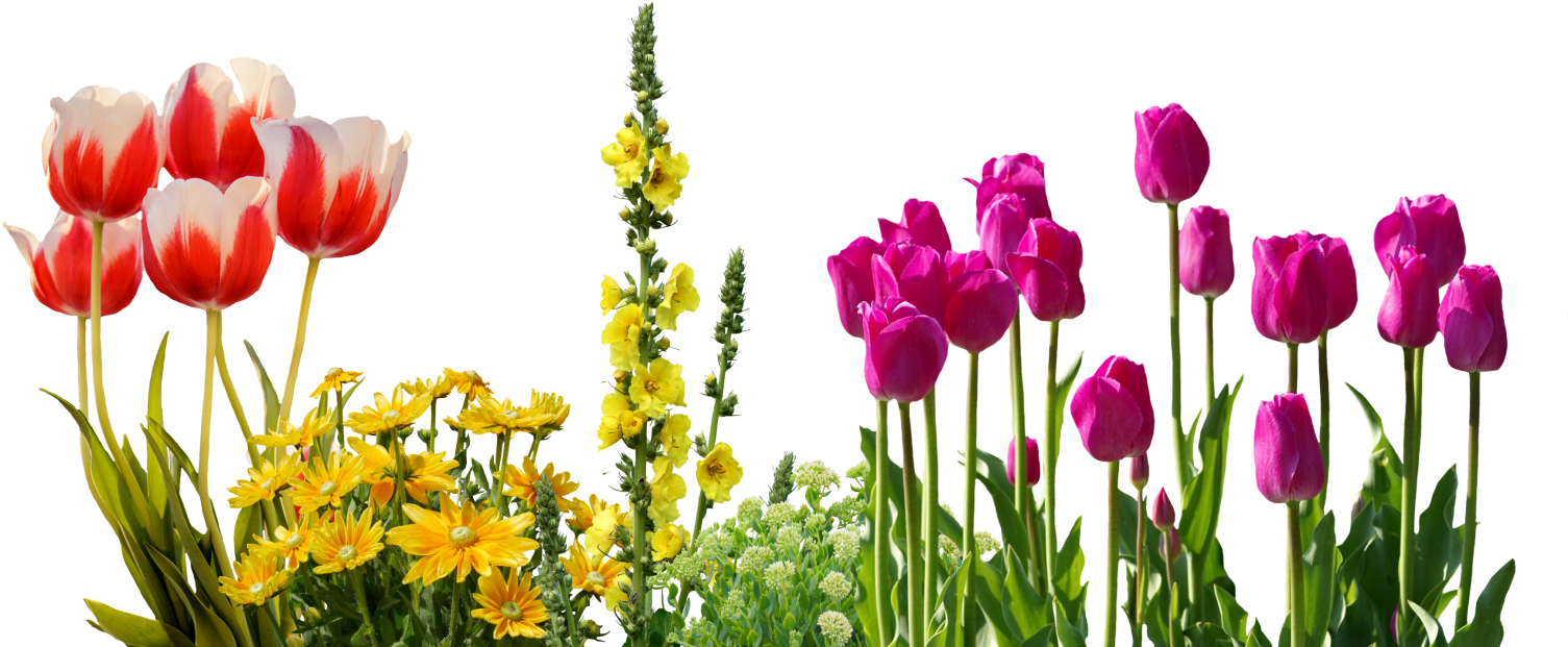Tulips Spring Flowers Flower Bed Plant Nature - Transparent Spring Flowers (1560x634), Png Download