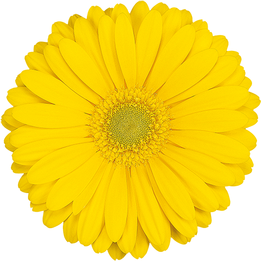 Florist Holland - Bellini Restaurante Logo (600x600), Png Download