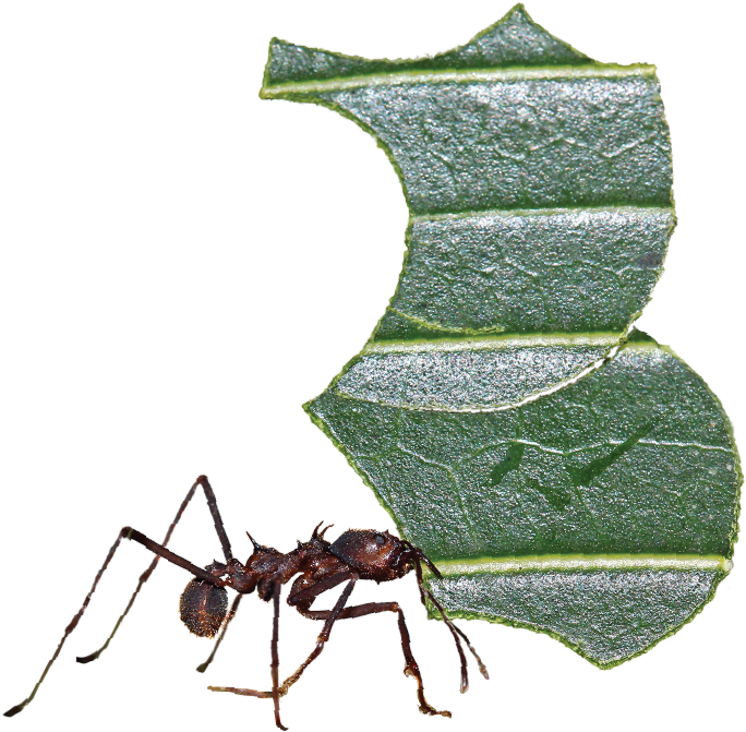 Screen Shot 2017 04 20 At - Carpenter Ant (786x786), Png Download
