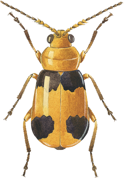 Collection Managed To Iso - Soldier Beetle (570x830), Png Download