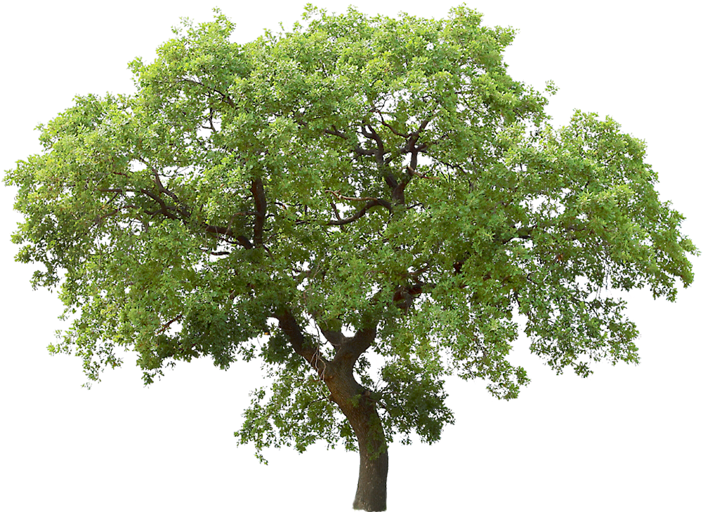 Transparent Background Tree Png (1000x741), Png Download