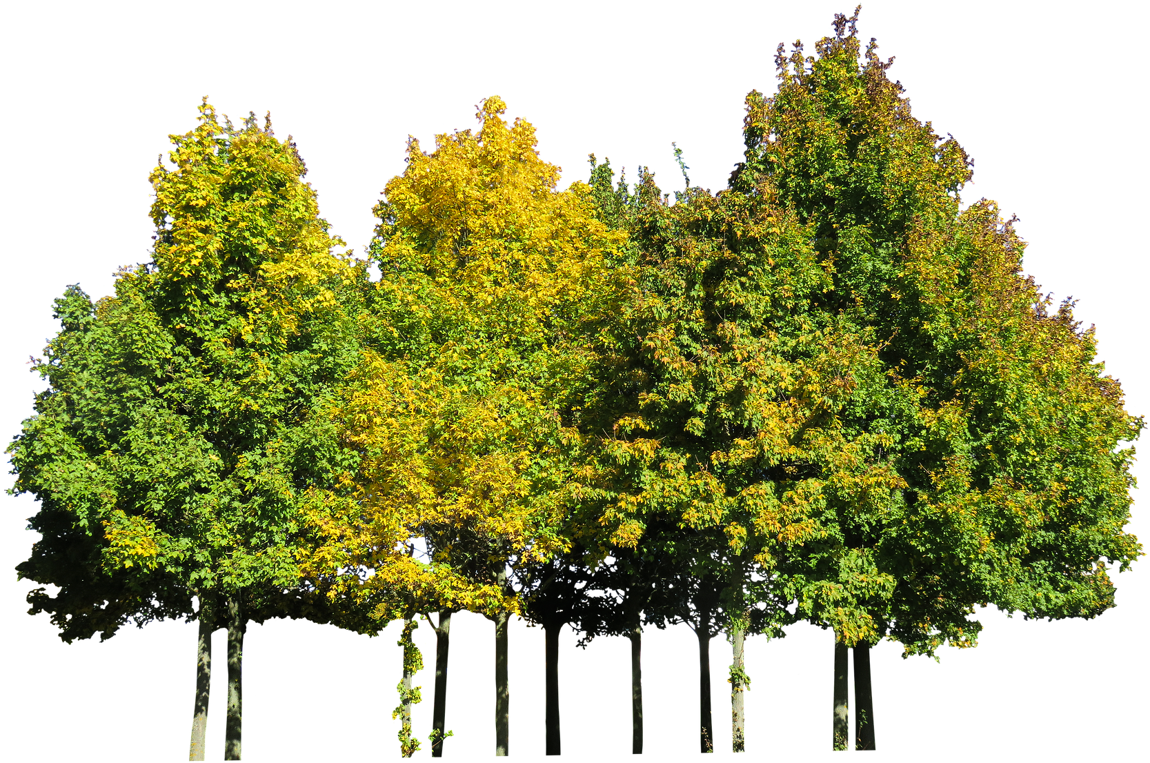 Nature, Tree, Autumn, Season, Leaves, Isolated, Beechnature - Pond Pine (1920x1335), Png Download