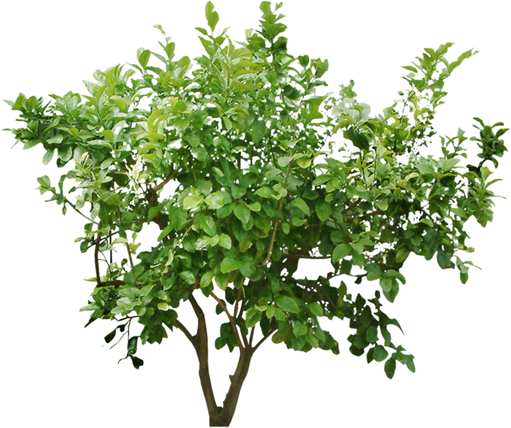 Cutout Bush - Tree Bush Png (1000x838), Png Download