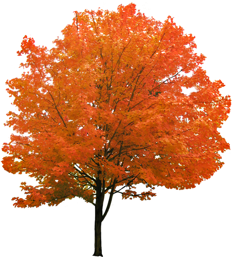 Cutout Autumn Tree - Red Maple Tree Png (1000x1000), Png Download