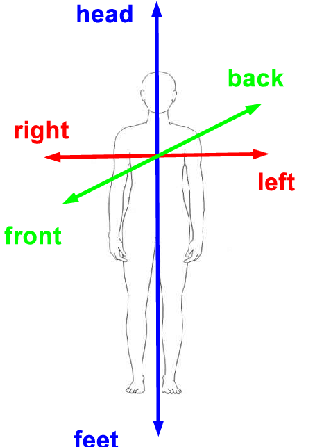 The Human Body Axes, Illustrating The Head Feet, Front - Diagram (462x668), Png Download