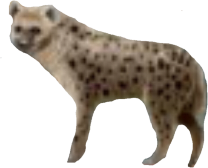 Nick - Spotted Hyena (694x558), Png Download