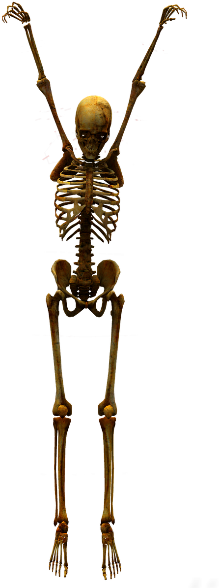 Skeleton Skull Bone - Skelleton (1036x1280), Png Download
