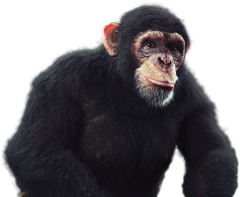 Chimpanzee Png Image - Common Chimpanzee (1237x675), Png Download