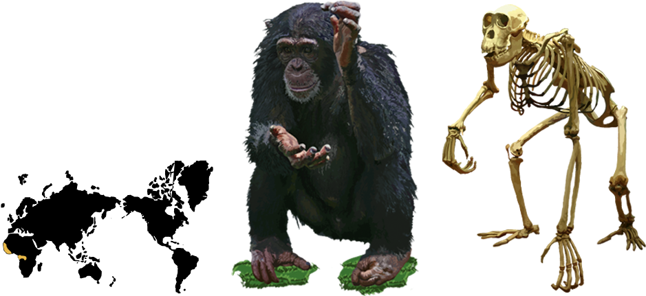 Index Picture - Common Chimpanzee (960x540), Png Download