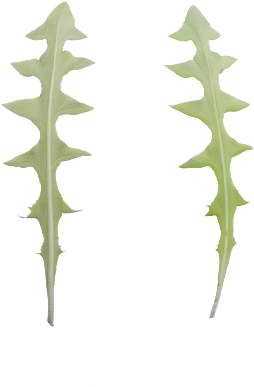 Selenicereus Anthonyanus (1080x1080), Png Download