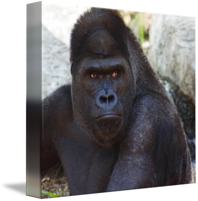 Western Gorilla Common Snout Terrestrial Animal Transprent - Monkey (638x650), Png Download