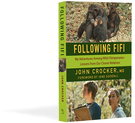 He Would Follow Families Of Wild Chimpanzees From Sunrise - Following Fifi: My Adventures Among Wild Chimpanzees: (600x580), Png Download