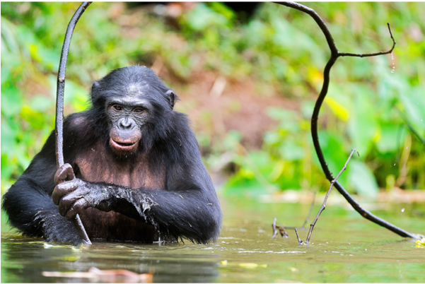 Endangered Animals With Their Names (600x600), Png Download