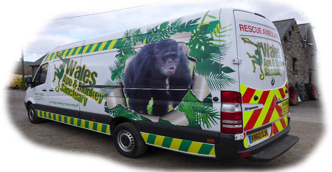 At Wales Ape And Monkey Sanctuary We Regularly Receive - Common Chimpanzee (1100x572), Png Download