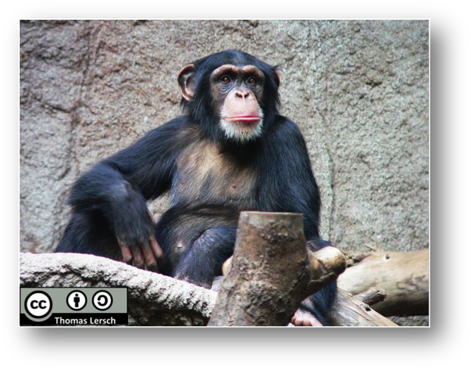 Hjördis Chimpanzee (679x534), Png Download