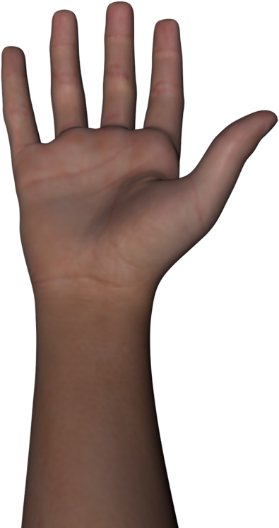 Arm - Brazo Del Cuerpo Humano (800x773), Png Download