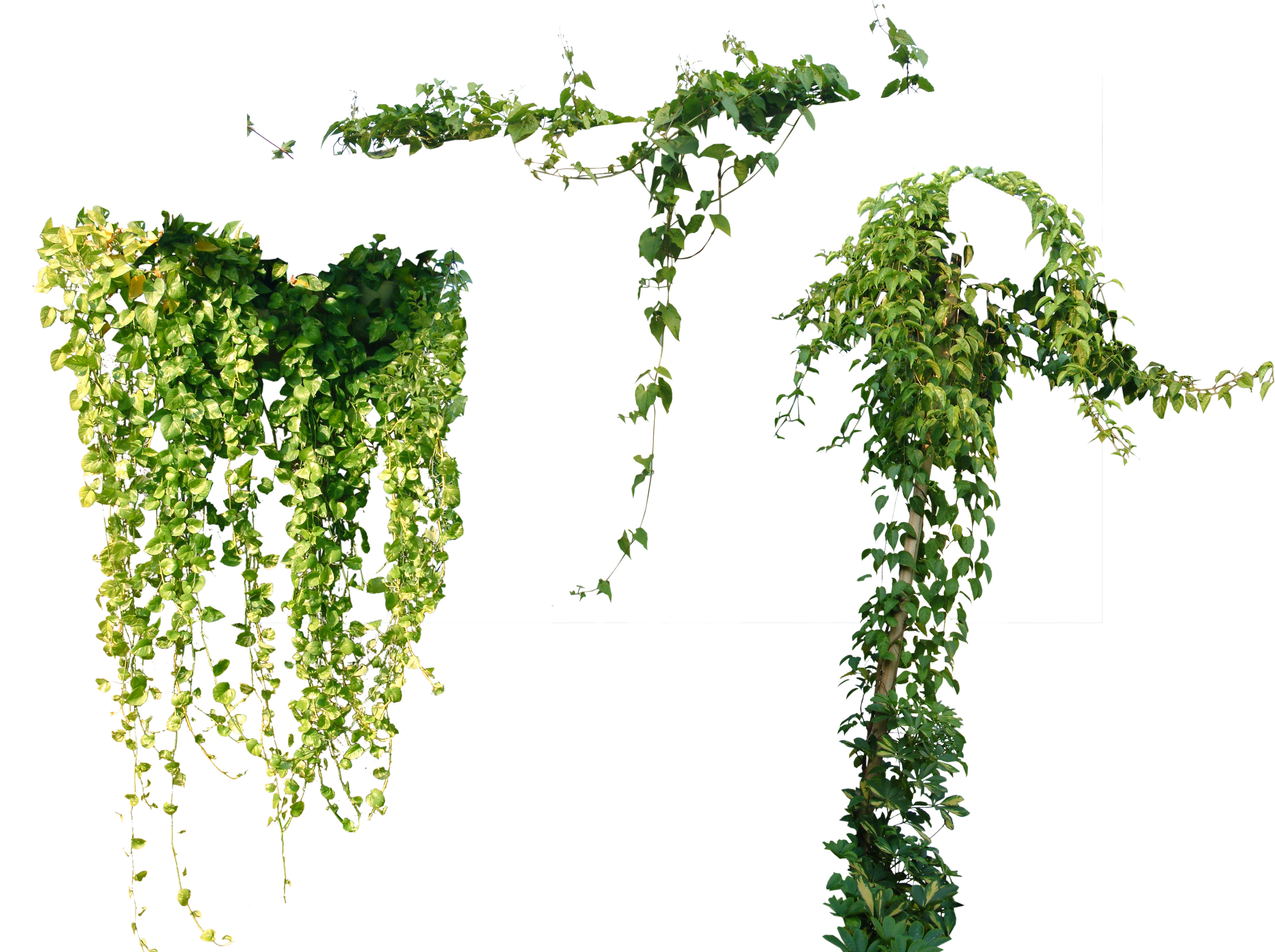 Tree Plant Vine Ivy Others Png File Hd Clipart - 나무 넝쿨 (4476x3151), Png Download