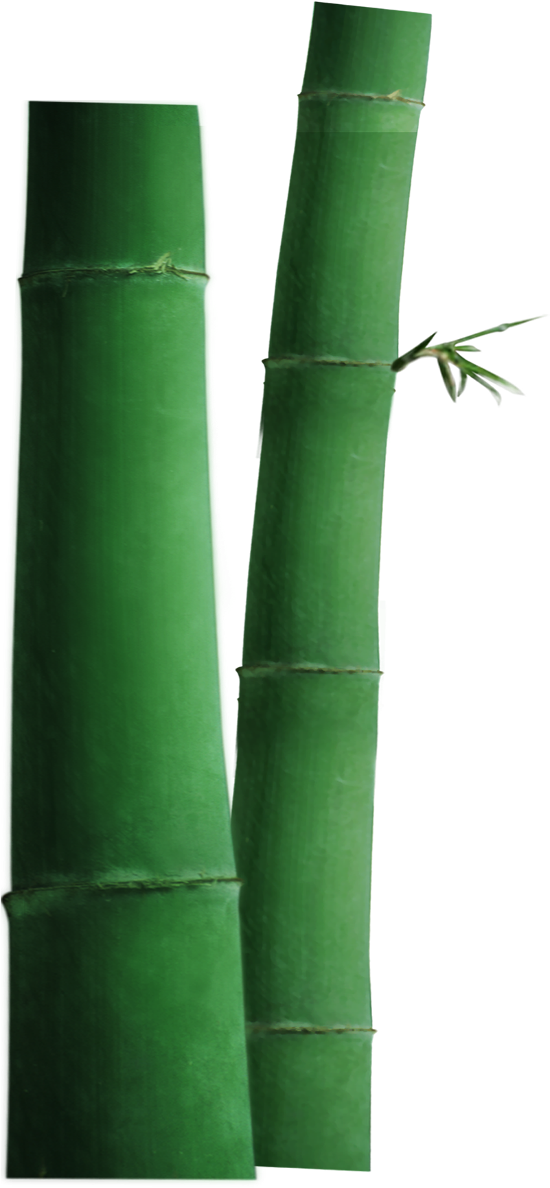 Tree (800x1889), Png Download