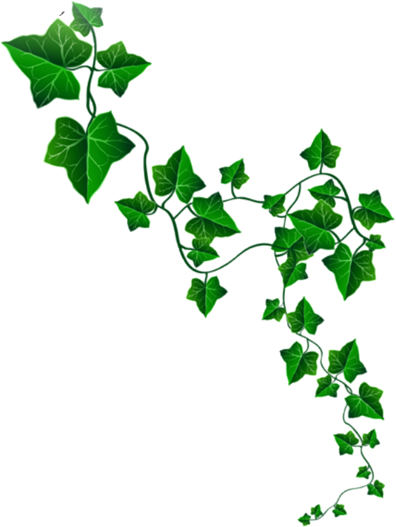 Ivy Sticker - Ivy Alpha Kappa Alpha (1024x1820), Png Download