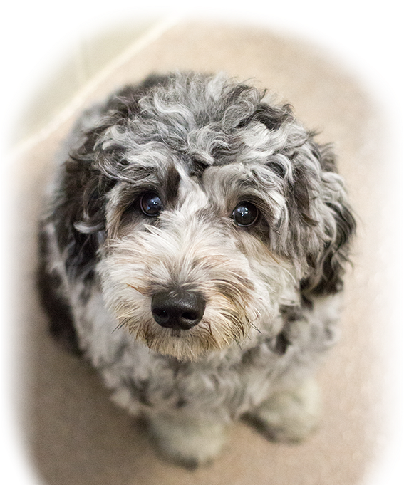 Animal Hospital In Ocala - Yorkipoo (569x690), Png Download