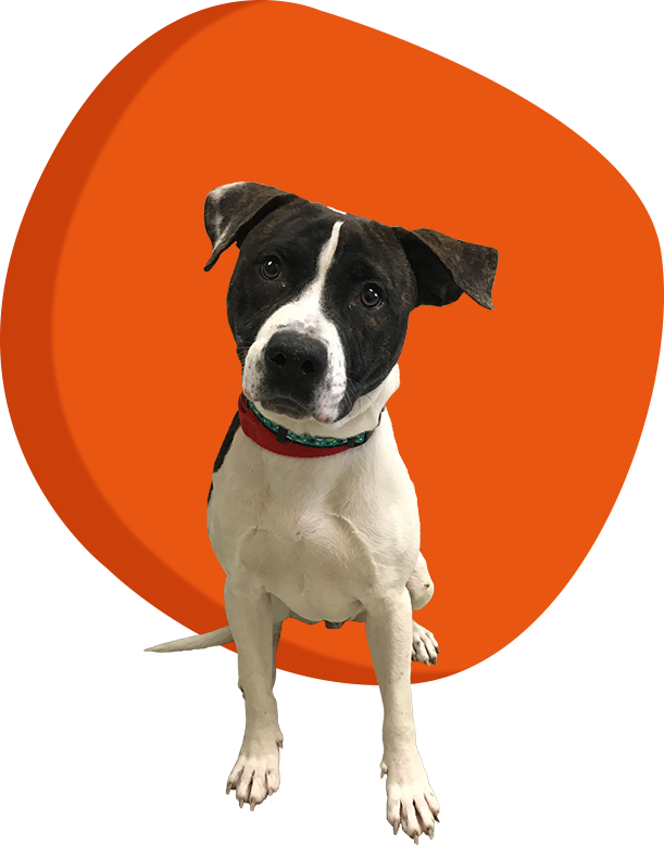 Give - Companion Dog (611x778), Png Download