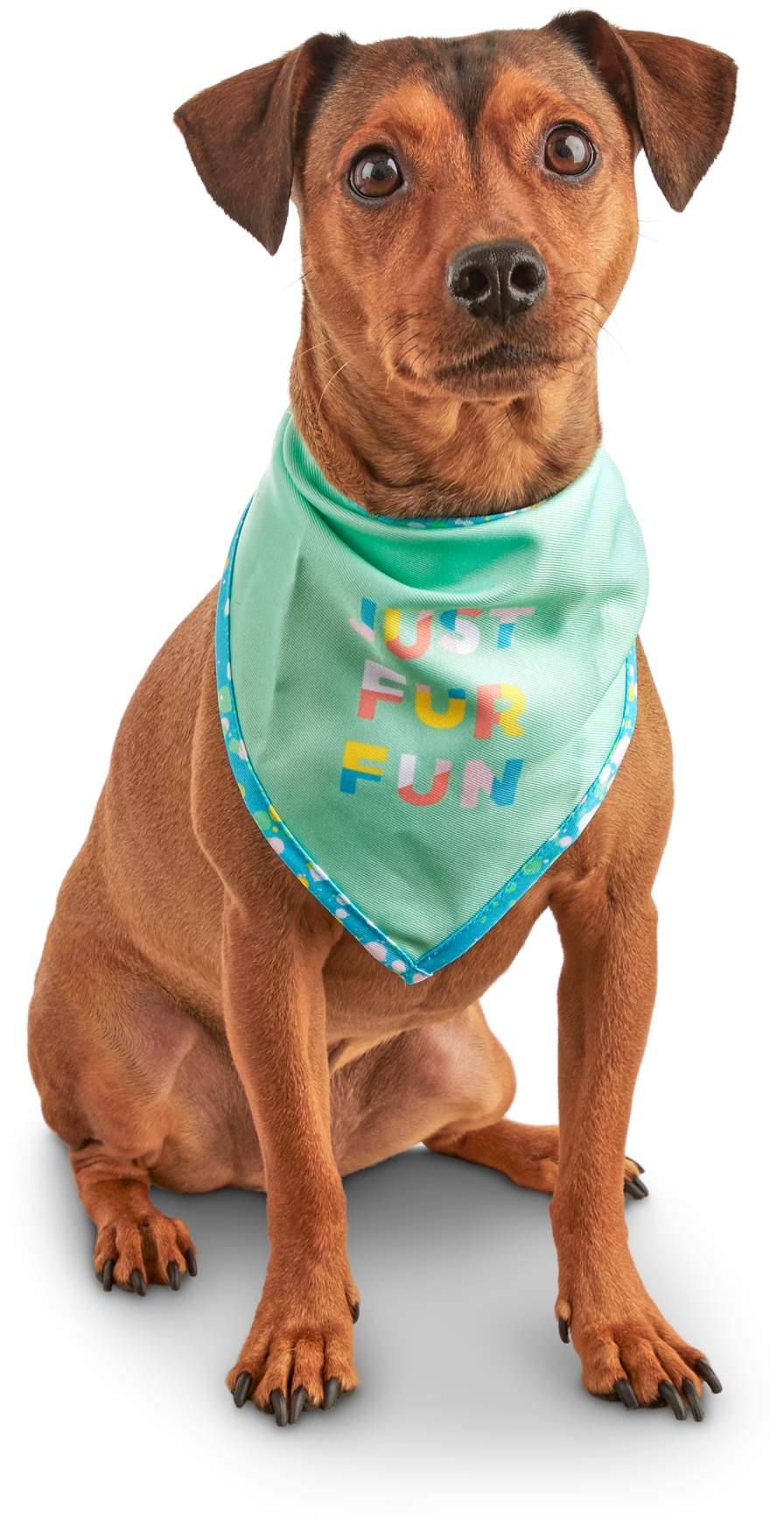 7 Cute And Colorful Pet Products You Can Buy Now - Dog (2000x2000), Png Download