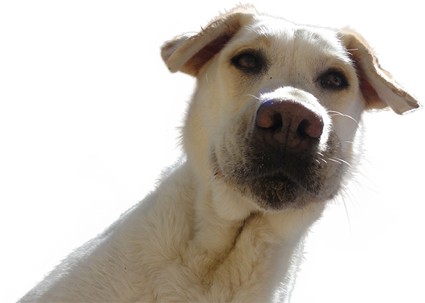 Dog Looking Down - Dogs Looking Down At Phone (700x525), Png Download