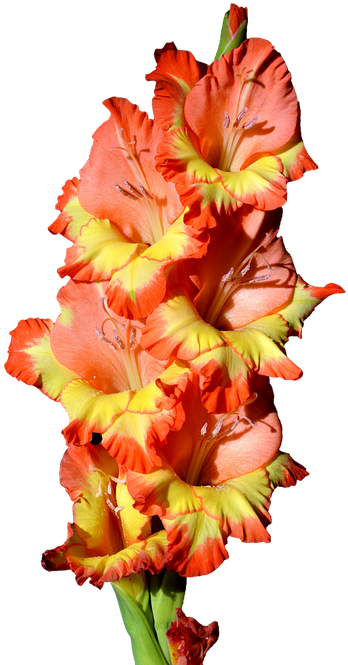 Download Gladiolus, Gladidus, Butterfly Greenhouse, Sword Flower ...