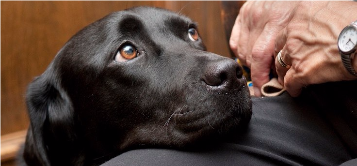 Courthouse Dogs (1028x342), Png Download