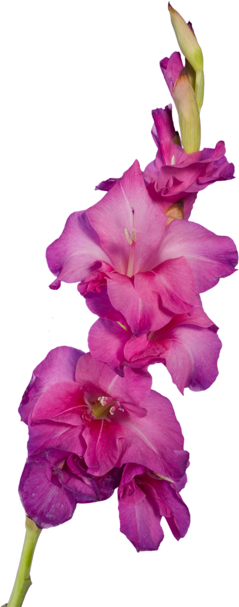 Publicat De Eu Ciresica La - Gladiolus (473x1200), Png Download