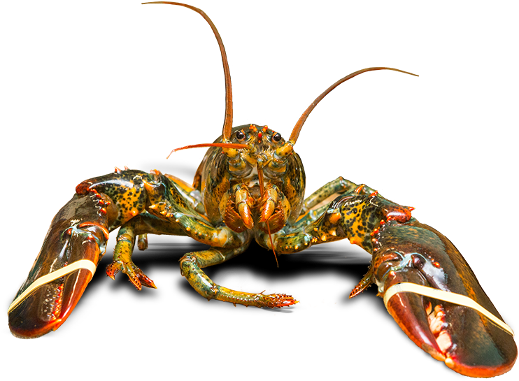 Michel Bourgoin Peters Owner - Freshwater Crab (960x640), Png Download