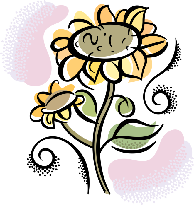 Vector Illustration Of Garden Sunflowers Growing In (661x700), Png Download