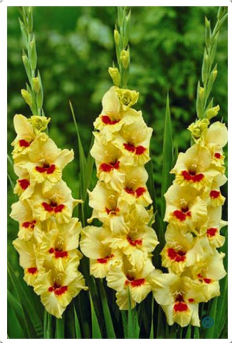 Gladiolus Jester (700x700), Png Download