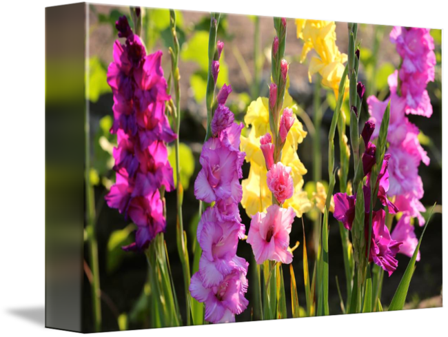 "multi Colored Gladiolus" By Carol Groenen, Tampa // - Gladiolus (650x489), Png Download