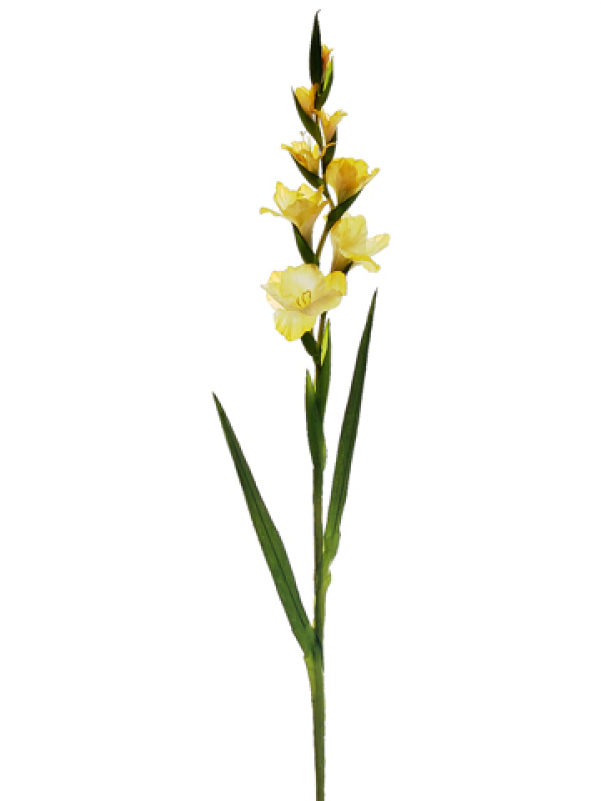 41" Gladiolus Spray W/4 Flw - Dactylorhiza Insularis (800x800), Png Download