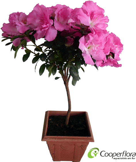 This Png File Is About Azaléia , Bonsai - Azaleia Png (600x600), Png Download