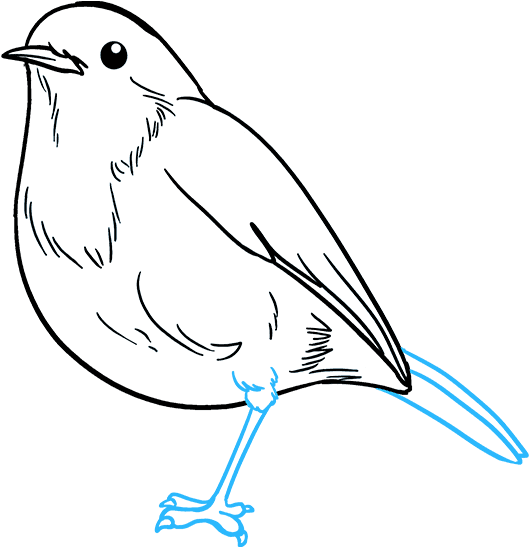 How To Draw Robin - Draw Robin Bird (680x678), Png Download