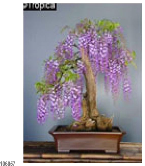 African Wisteria 15 Seeds - Amethyst Falls Wisteria Bonsai (650x650), Png Download